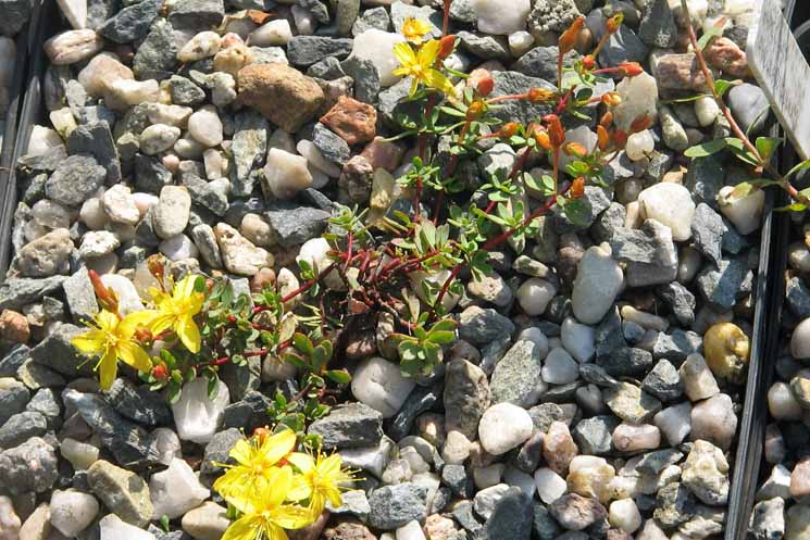 Imbricate st. john's wort