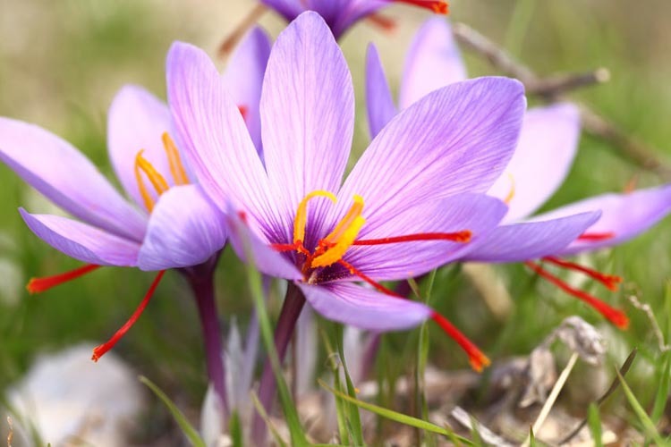 Saffron crocus