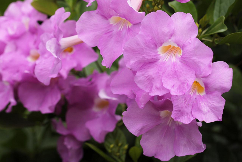 Jamaican trumpet vine