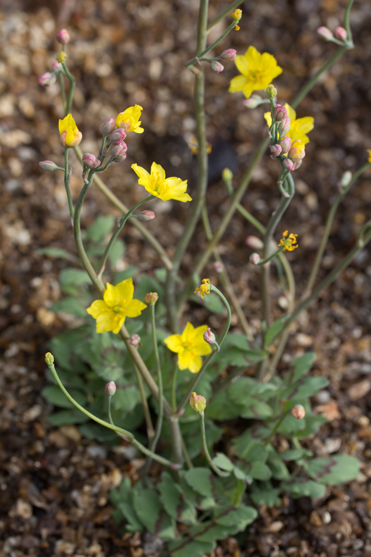 Golden glory pea