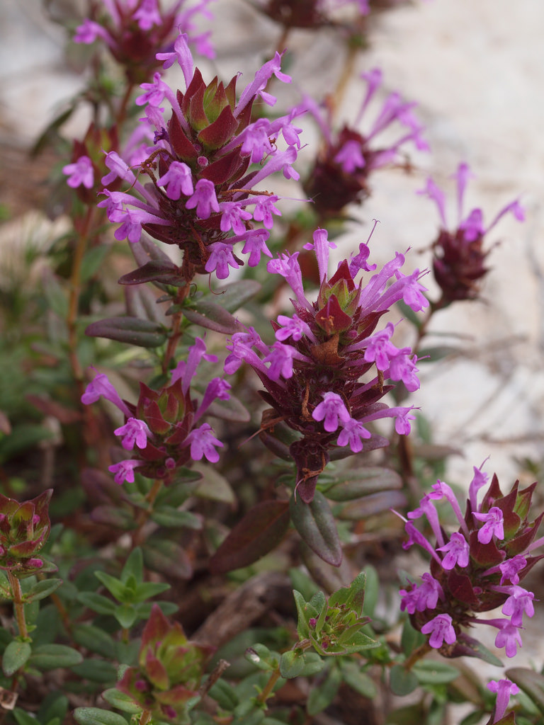 Moroccan thyme