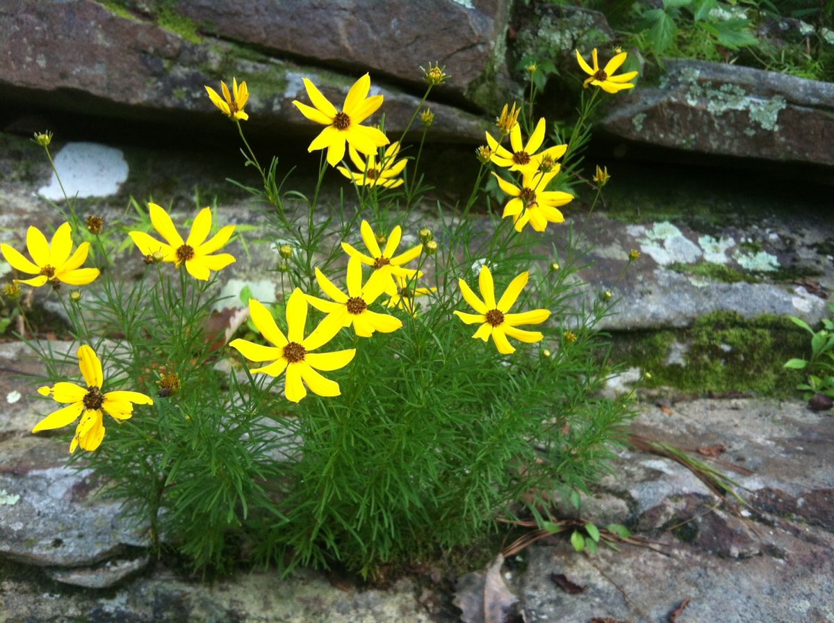 Beautiful tickseedの育て方 - 完全お手入れガイド | PlantSnap