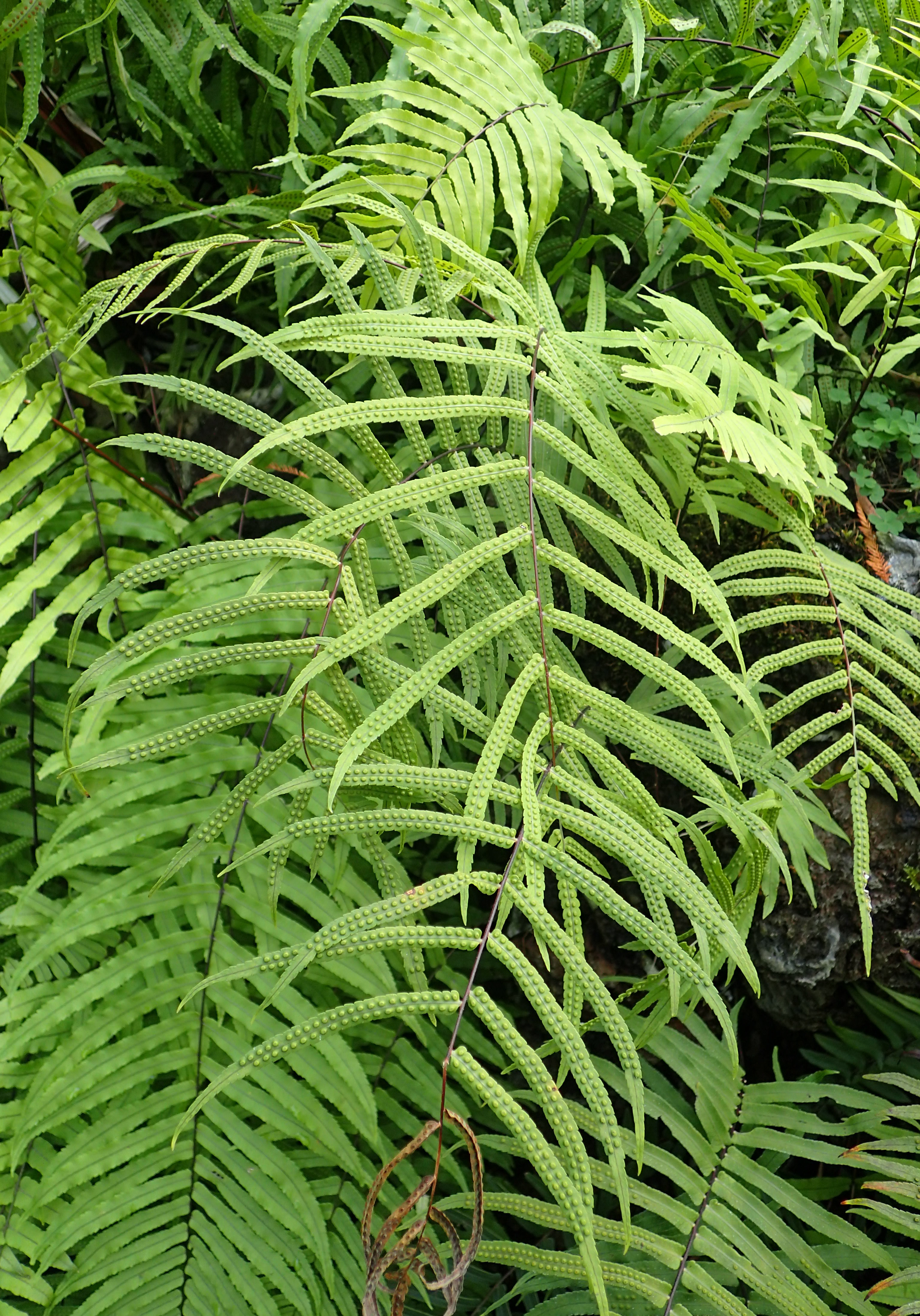 How to care for Oak-leaf fern - Complete Plant Care Guide