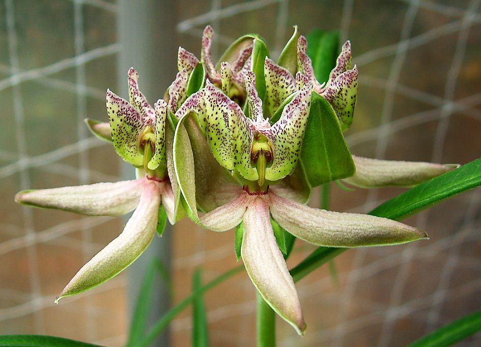 stathmostelma-gigantiflorum.jpg