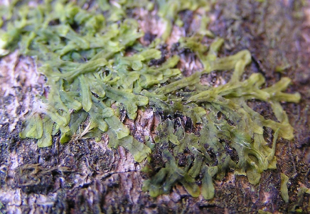 Ribbon liverwort