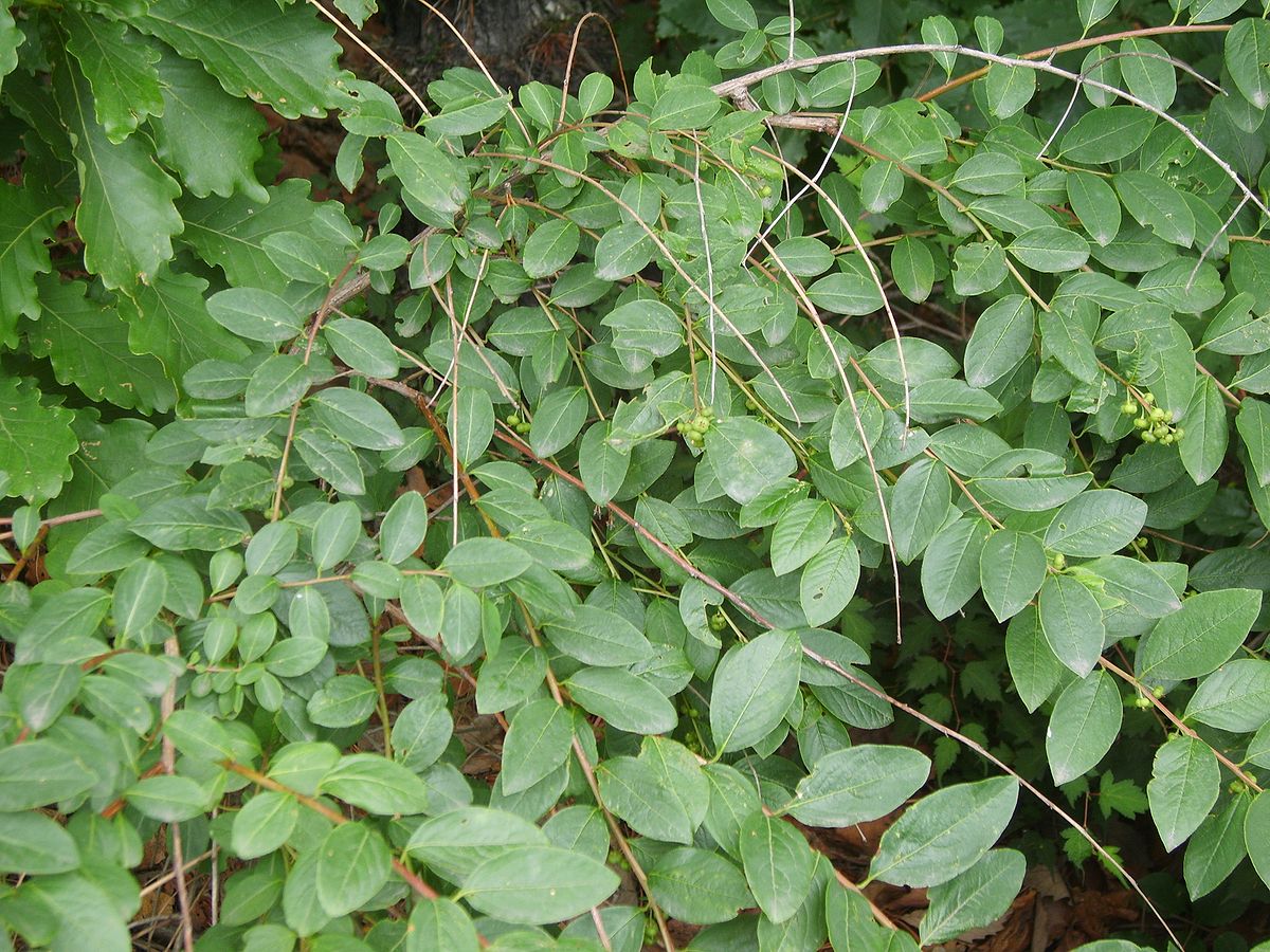 Chinese bushclover