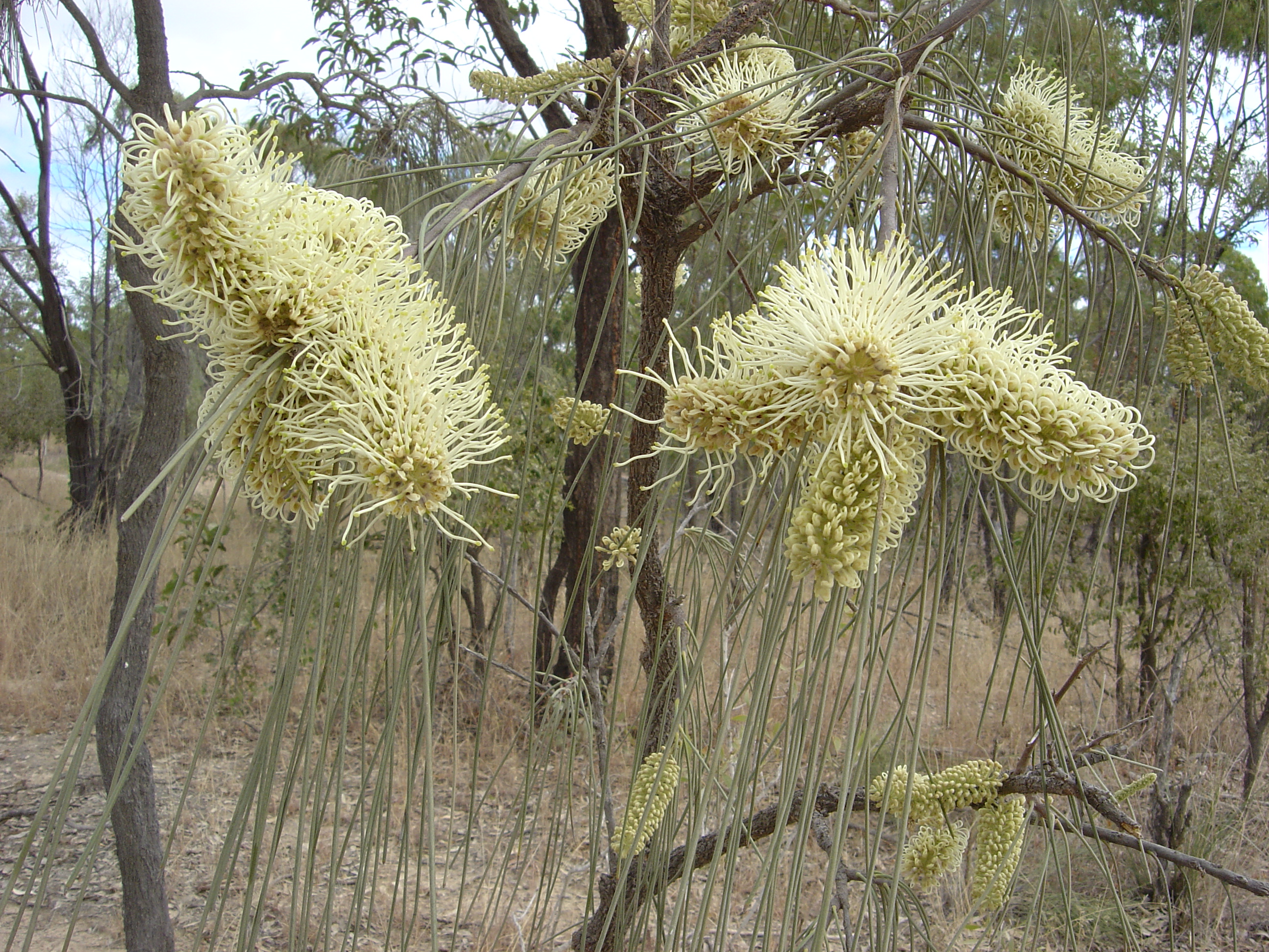 Bootlace oak