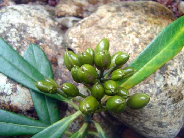 Willow-leaved pittosporum