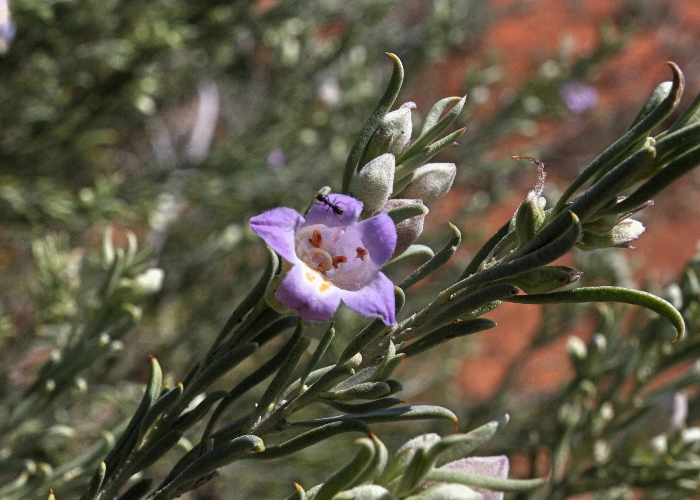 Broombush