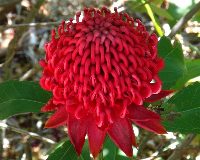 How to care for Waratah - Complete Plant Care Guide | PlantSnap - Plantsnap  - Identify Plants, Trees, Mushrooms With An App
