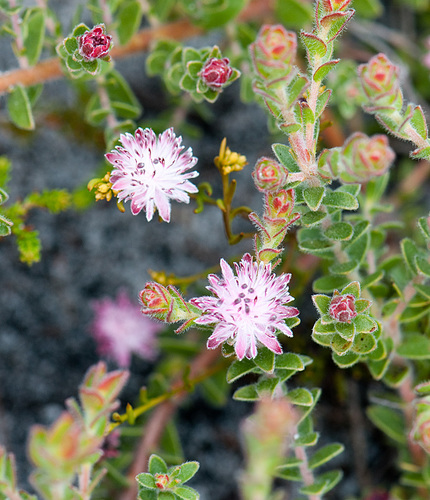 Bredasdorp silkypuff