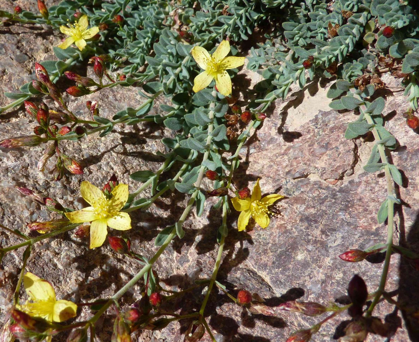 Sinai st. john's wort