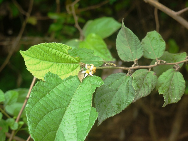 Bhimal