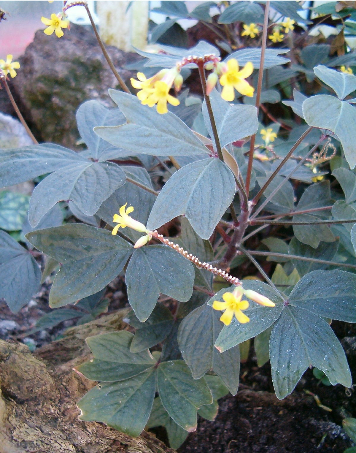 How to care for Shamrock - Complete Plant Care Guide | PlantSnap