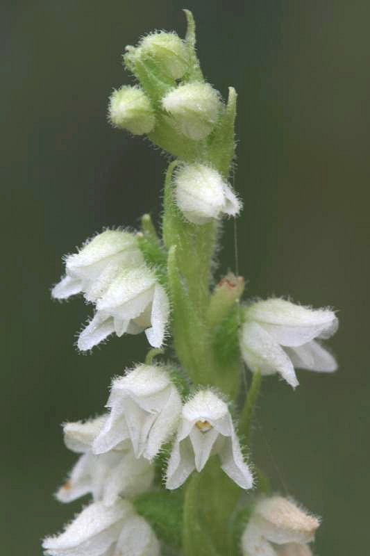 Rattlesnake plantain