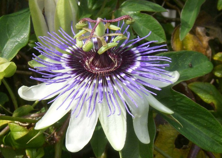 Blue passionflower