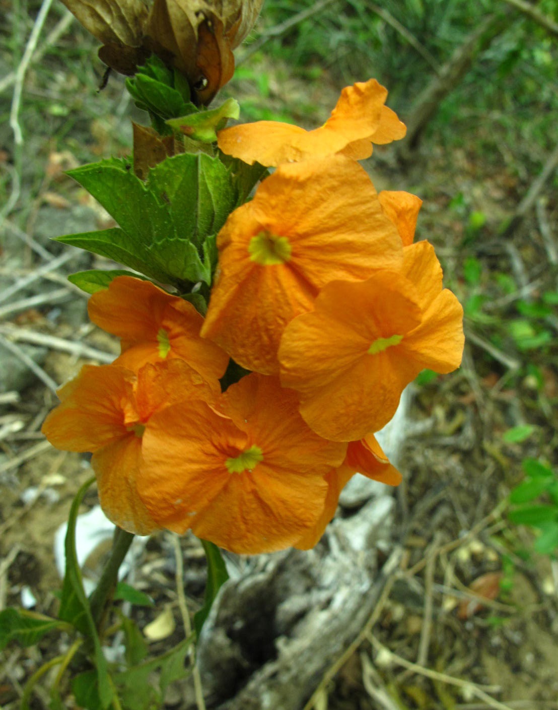 Plantsnap – Identify Plants, Trees, Mushrooms With An App