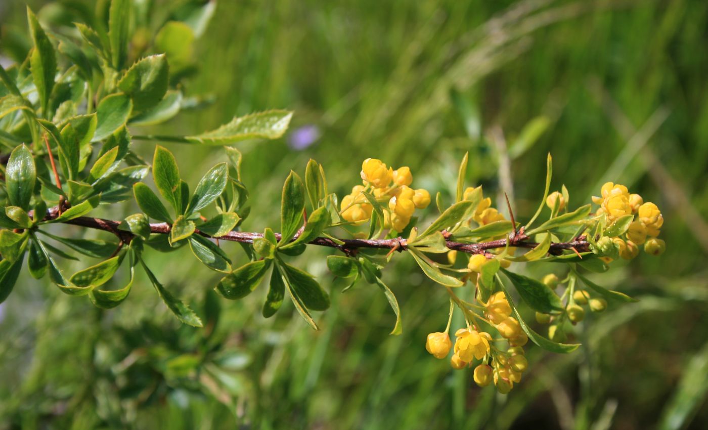 Hawthorn-leaved barberry