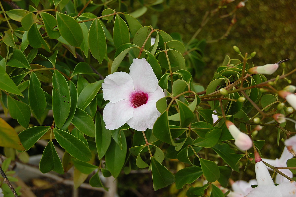 Australian trumpet vine