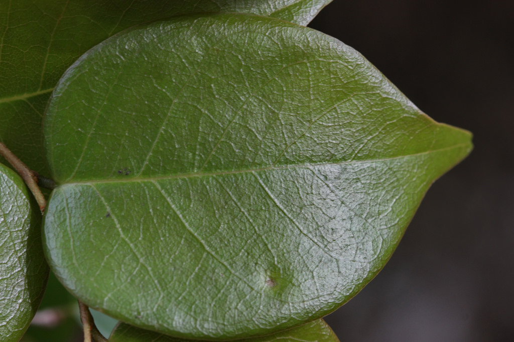 Dallachy's cleistanthus