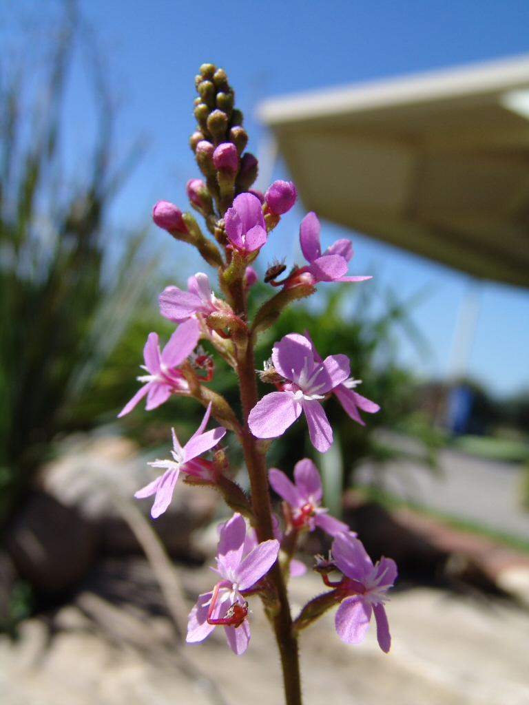 Grass triggerplant