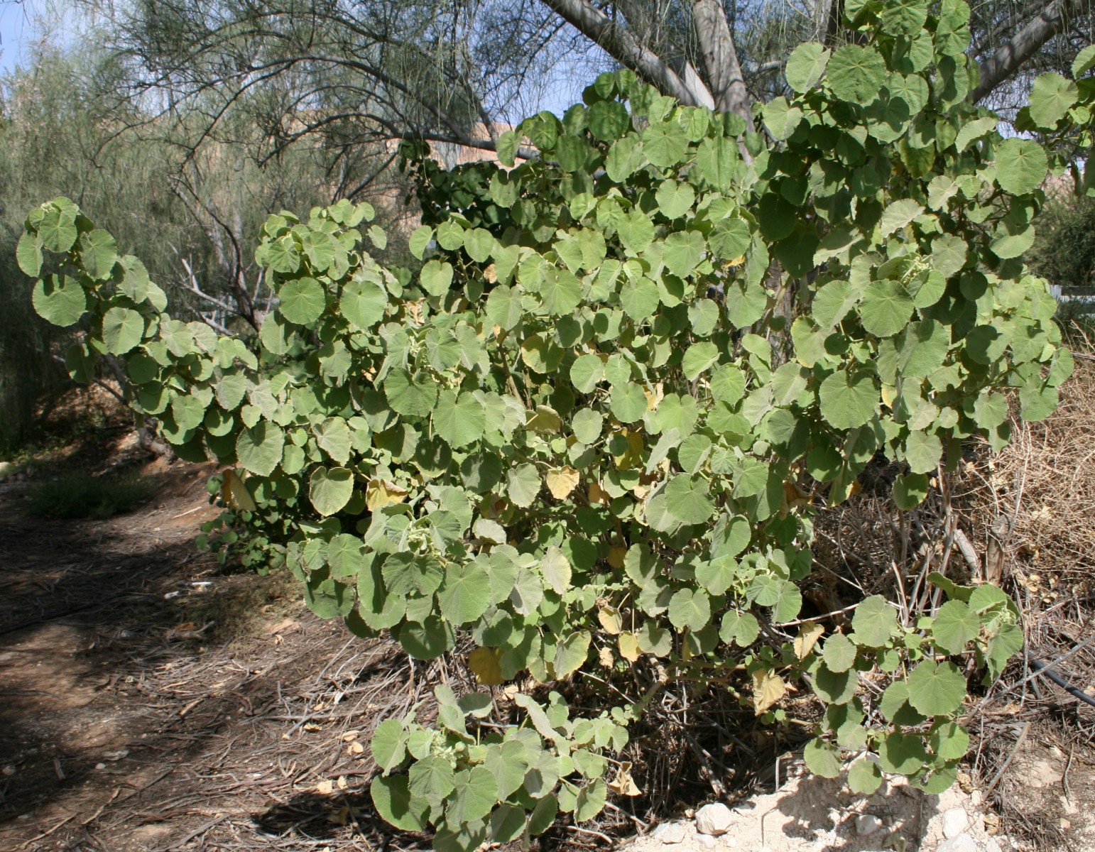 Indian mallow