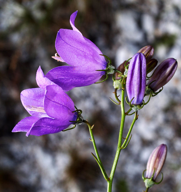 How to care for Sabatia bellflower - Complete Plant Care Guide | PlantSnap  - Plantsnap - Identify Plants, Trees, Mushrooms With An App