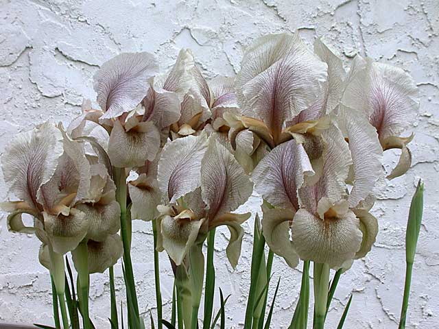 Gates' iris