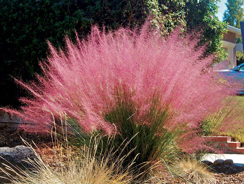 Pink muhly grass