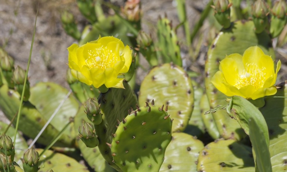 Eastern prickly pearの育て方 - 完全お手入れガイド | PlantSnap