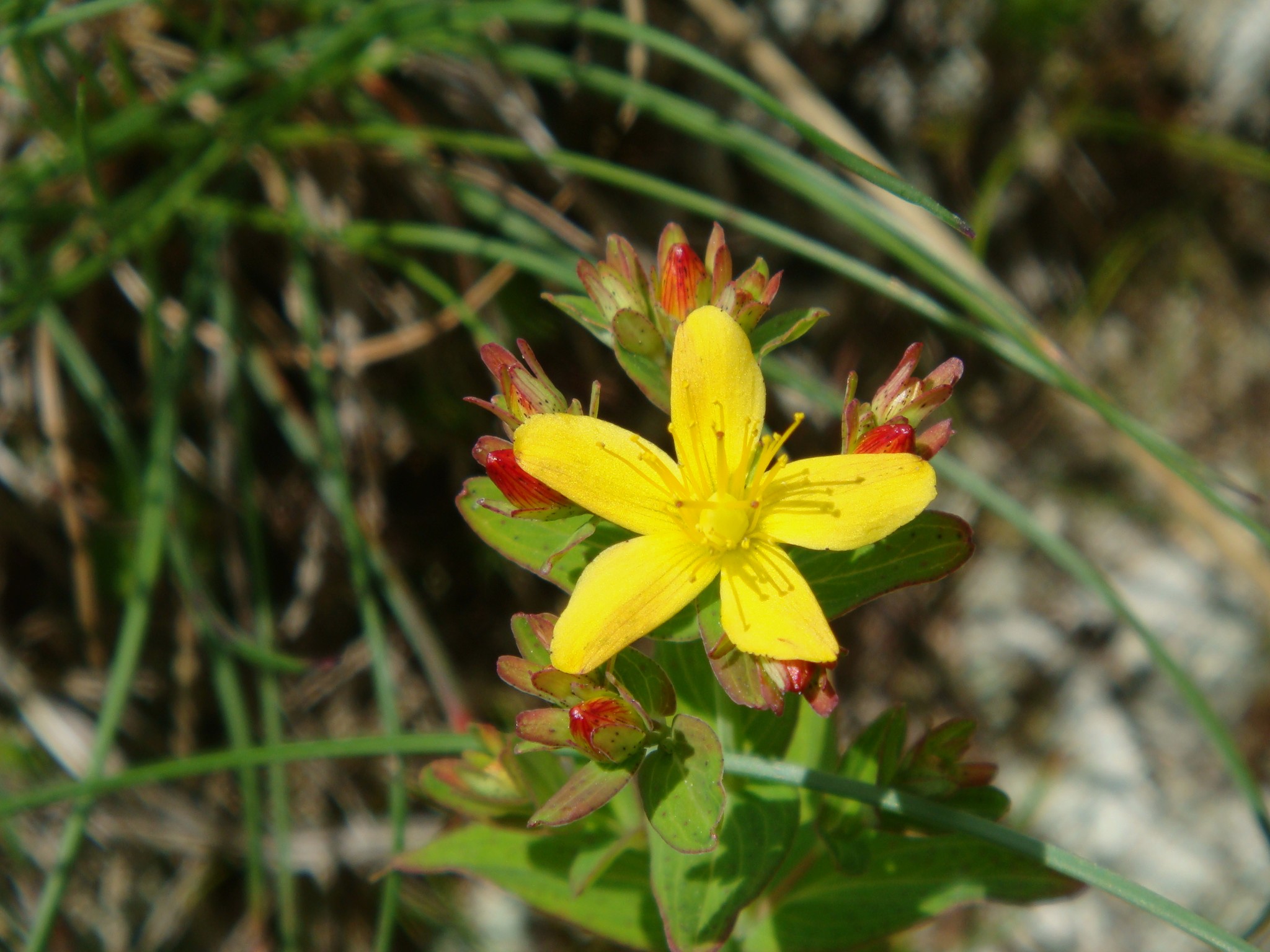 Hakon's st. john's wort
