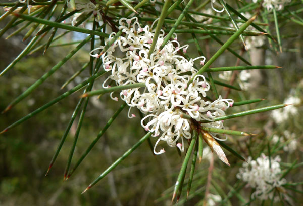 Needlebush hakea