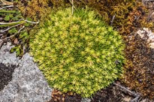 Plantsnap Identify Plants, Trees, Mushrooms With An App