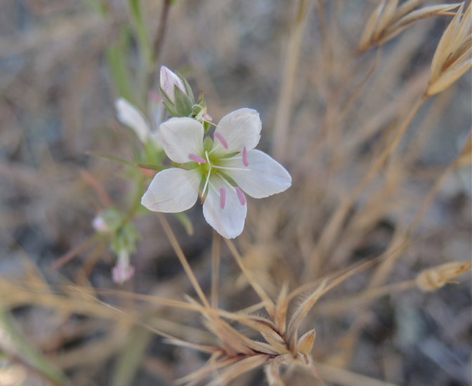 California dwarf flax