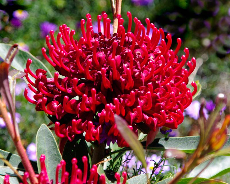 How to care for Monga waratah - Complete Plant Care Guide | PlantSnap -  Plantsnap - Identify Plants, Trees, Mushrooms With An App