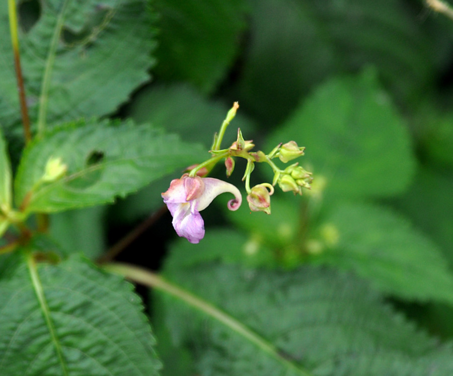 How to care for Forked touch-me-not - Complete Plant Care Guide ...
