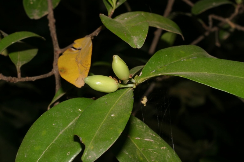 Bola de fuego