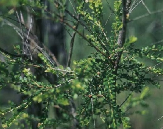 Golden penda (Neofabricia mjoebergii) - Image 1 of 10