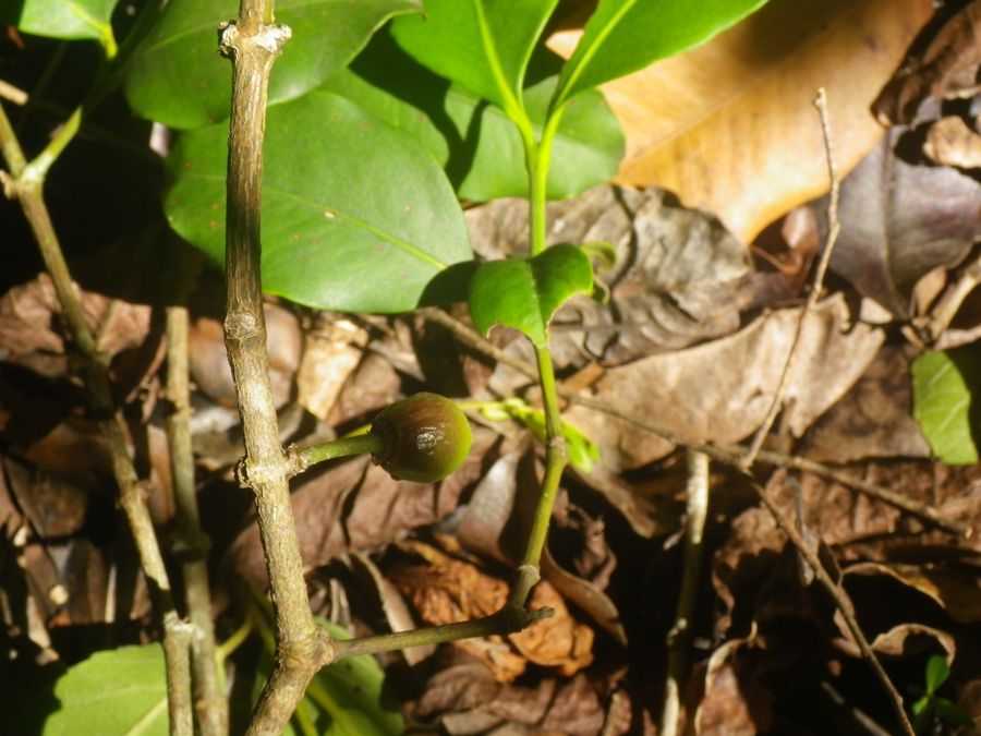 Bitter garcinia
