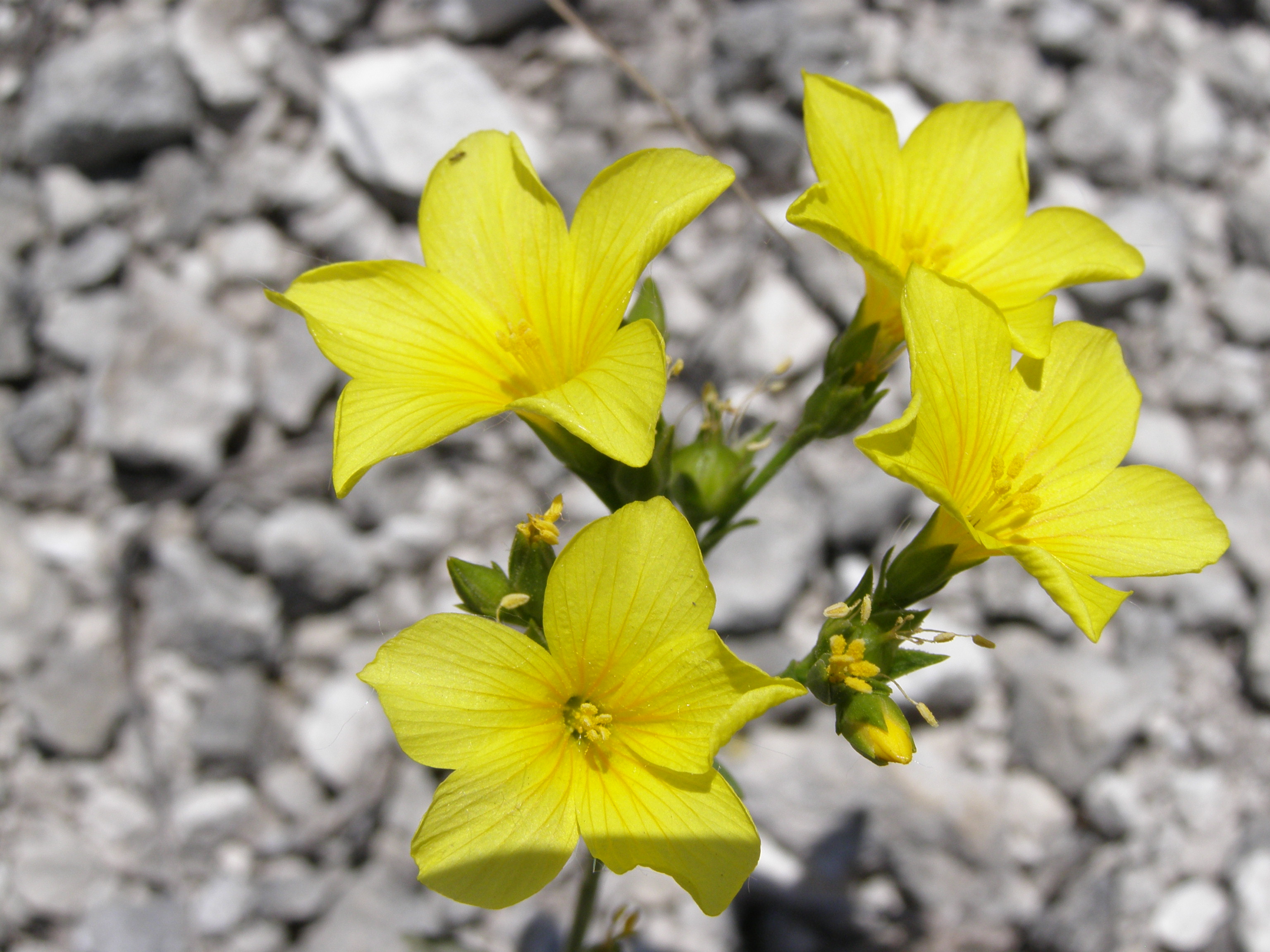 Ukrainian flax