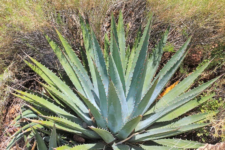 Utah agave (Agave utahensis) - Image 1 of 10