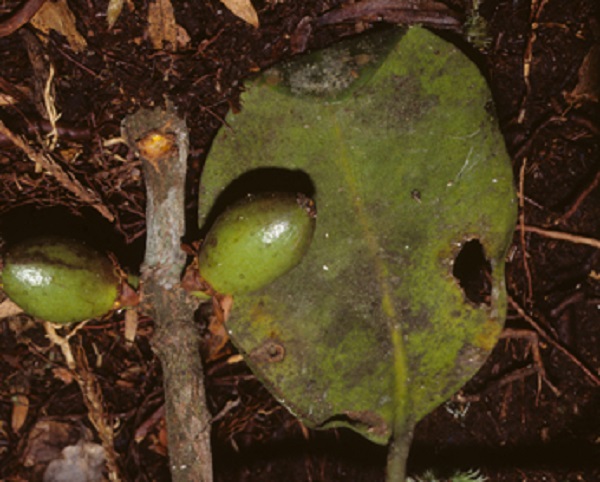 Henderson's garcinia