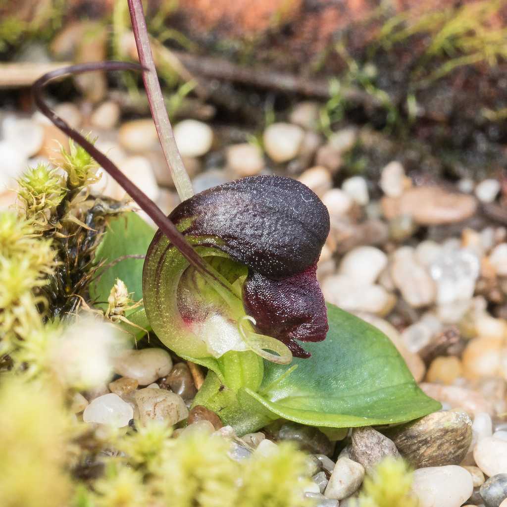 Helmet orchid