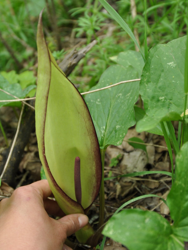 Scan Arum How to care for Caucasian arum - Complete Plant Care Guide | PlantSnap ...