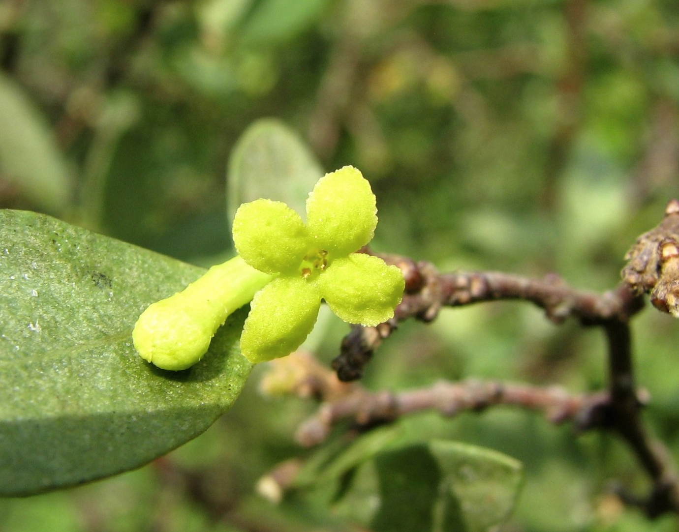 Beautiful wikstroemia
