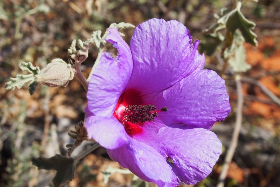 Pinon hibiscus