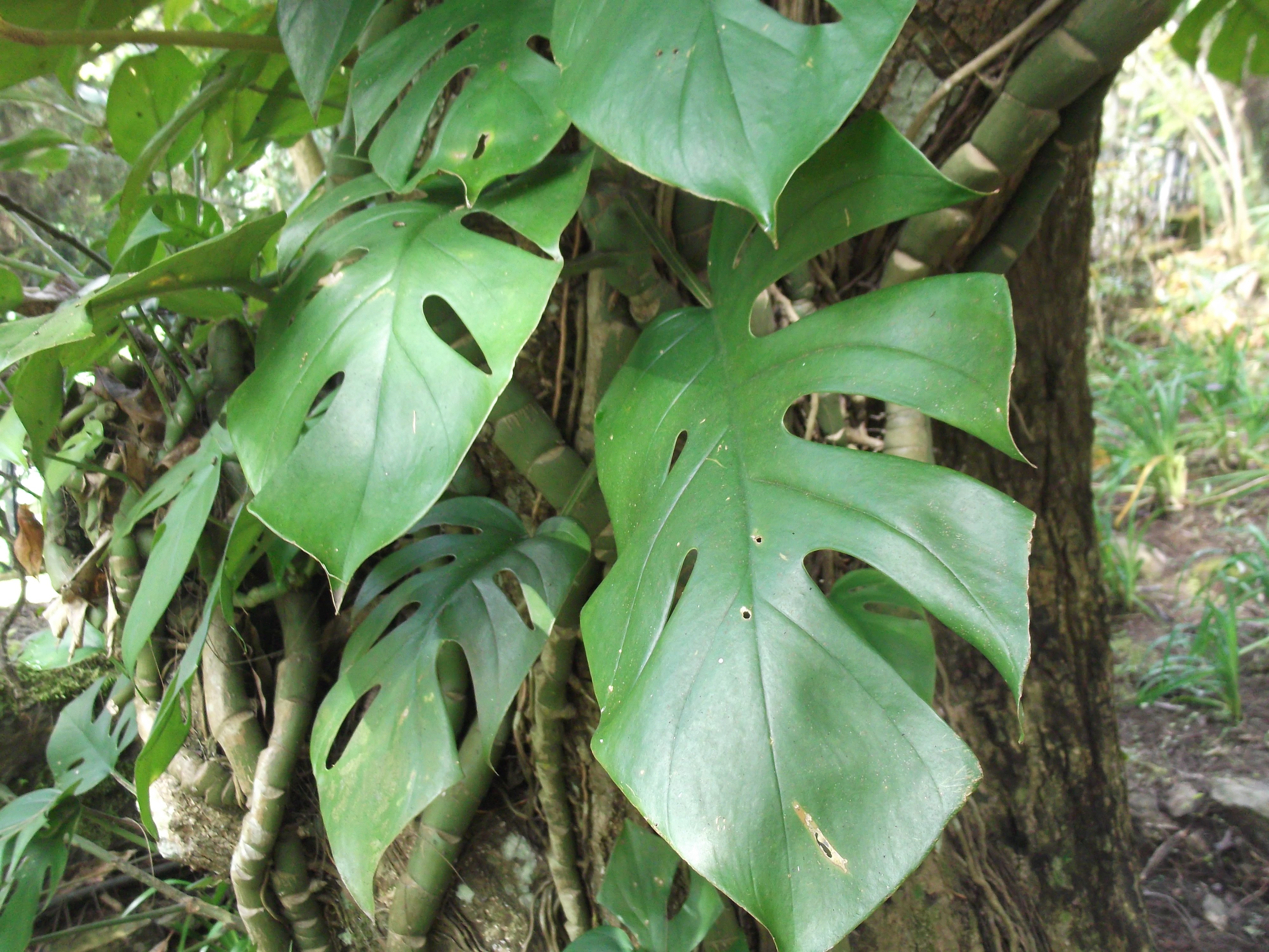 indigofera plant Indigofera kirilowii Christo main image 0
