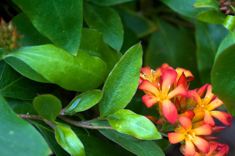 Western wedding bush
