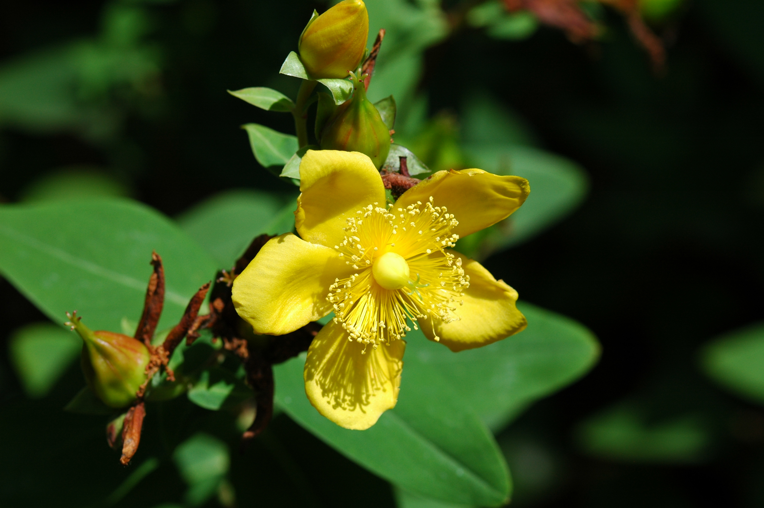 St. john's wort