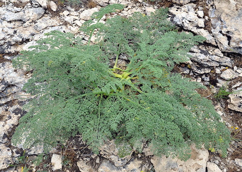Lebanese viagra (Ferula hermonis) - Image 1 of 10